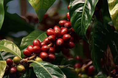 coffee