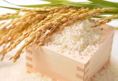 Rice
