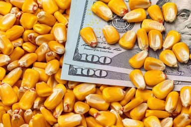corn