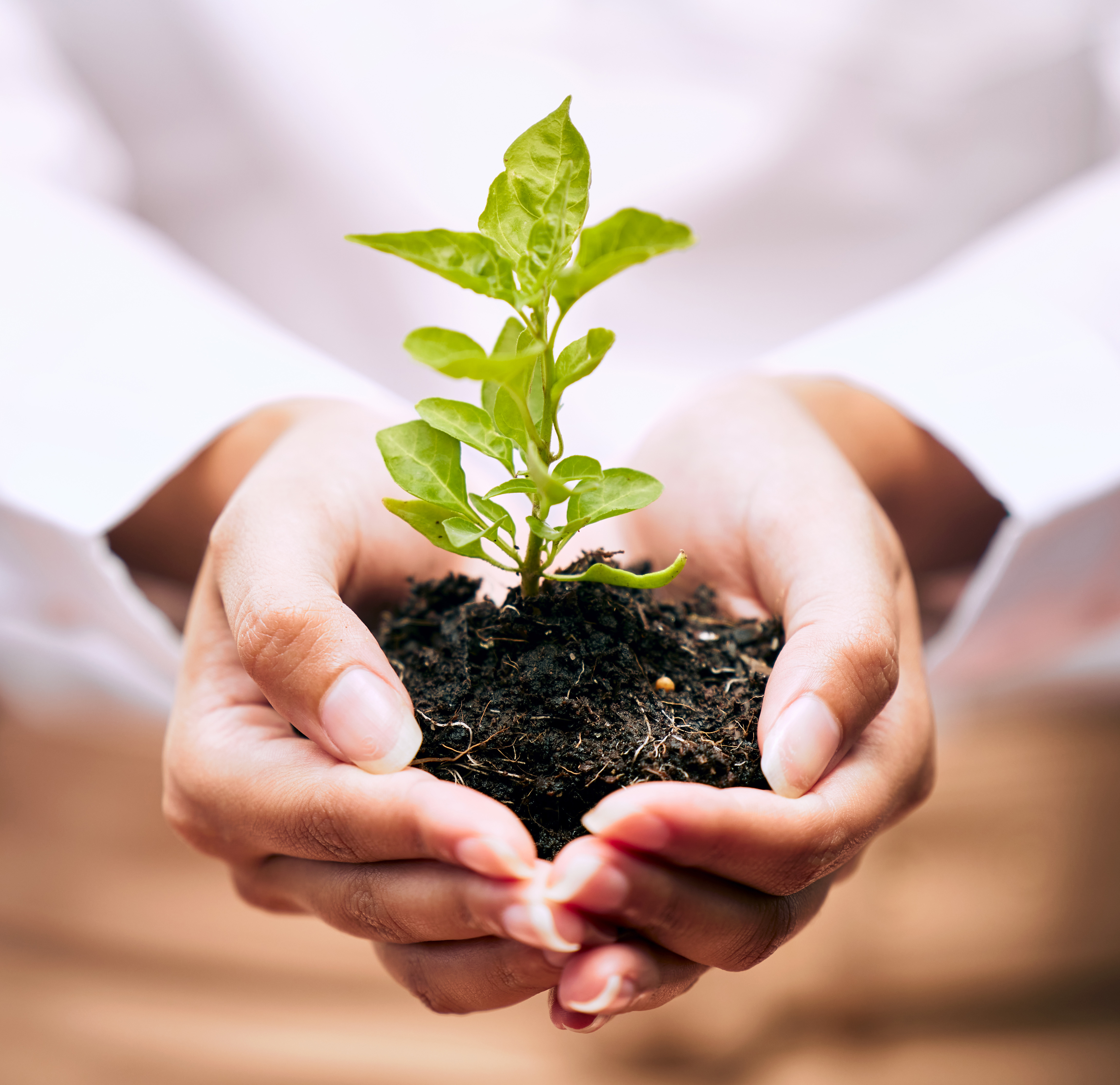 Plant in hand